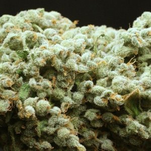 orange_bud_3