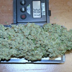 orange_bud_4