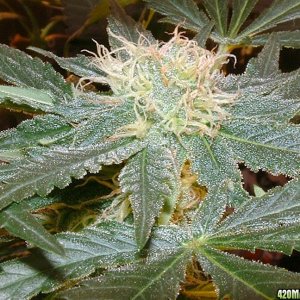 Galaxy God Bud-BC seeds