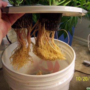 Male Roots