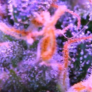 trichs.jpg