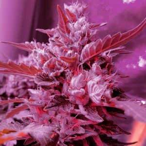 540000_second-acmpr-grow-cbd.jpg