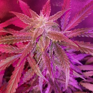 540001_second-acmpr-grow-cbd.jpg