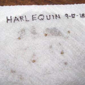 #1 - lay seeds on wet paper towel.JPG