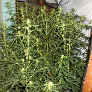 A5's and Thai Chi's..Sativa crazzzy!AAA 005.jpg