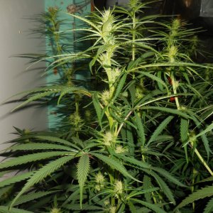 A5's and Thai Chi's..Sativa crazzzy!AAA 011.jpg