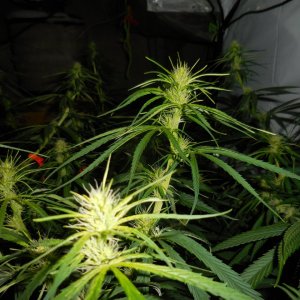 A5's and Thai Chi's..Sativa crazzzy!AAA 012.jpg