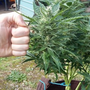 Hindu fist bud already!