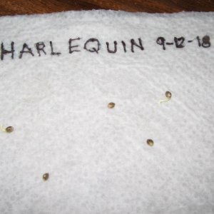 Harlequin 2 days 2 sprouted (2).JPG