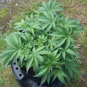 Strawberry banana about to get scrogged