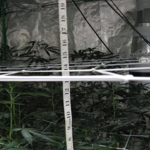 top scrog net