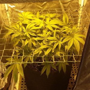 Spike filling that scrog