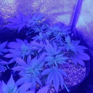 Blue Cookies 10 6.jpg