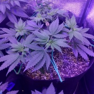 Blue Cookies 10 4.jpg