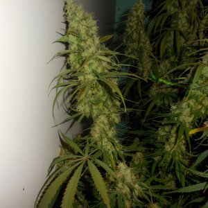 sativas...getting close! 003.jpg