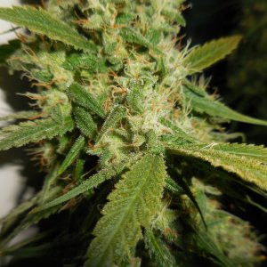 sativas...getting close! 004.jpg