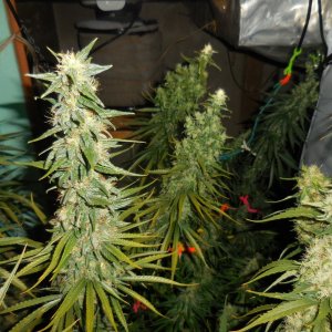 sativas...getting close! 007.jpg