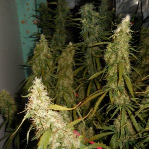 sativas...getting close! 010.jpg