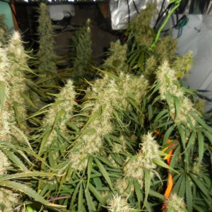 sativas...getting close! 013.jpg