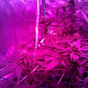 Debilitator Kush below the top scrog