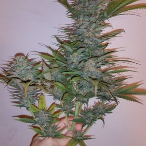 Pre harvest 027.jpg