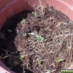 Omaruru Seeds 2010