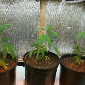 HD's sour diesel clones