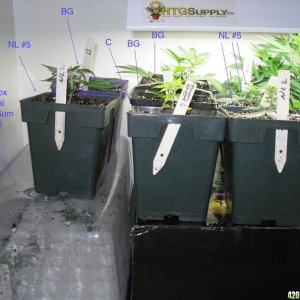 Grow closet