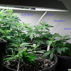 Grow closet