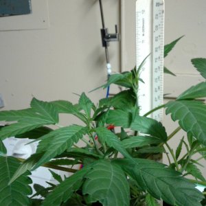 Whoberry Haze #1 getting taller