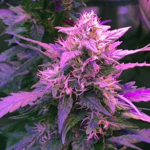 bud6.jpg