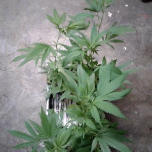 Five Debilitator Kush clones