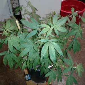 Debilitator Kush ready to cut