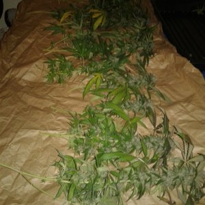 Debilitator Kush harvest