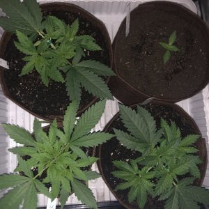 Jack#1, Jack#2, Jack#3 and Critical Orange Punch auto’s