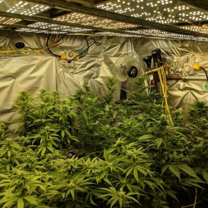 Grow room revision