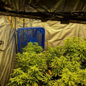 Grow room revision