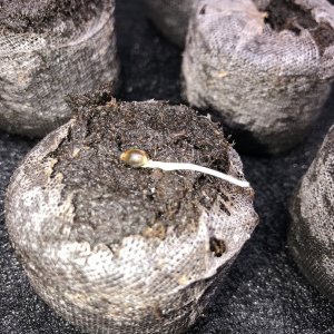 CBD Hash Plant