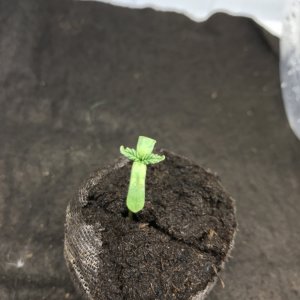 CBD Hash Plant