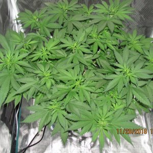 White Widow top 11-28-2018.jpg