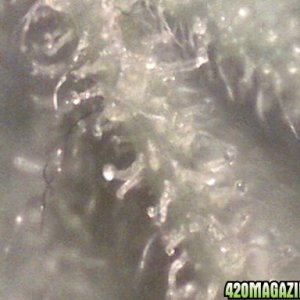 trichomes at 200X