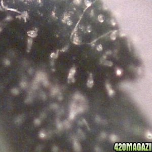 trichomes at 200X