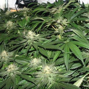 Usul's Grow 2.1 - Day 93