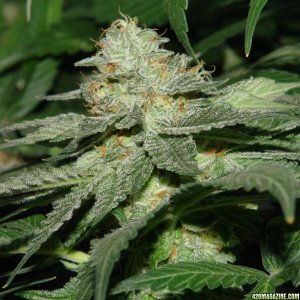 Usul's Grow 2.1 - Day 93 - bud