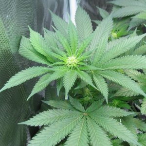 White Widow top 12-5-2018.jpg