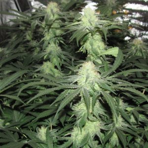 Amnesia Haze 12-5-2019.jpg