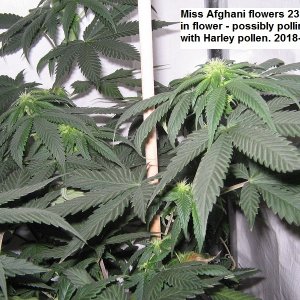 Miss Afghani iin flower.JPG