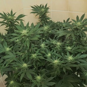 051118 .jpg  - 6 weeks into flower