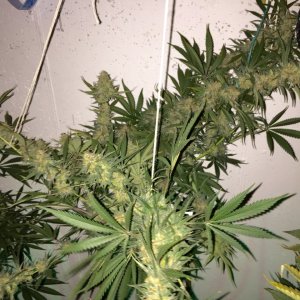 LSD (circa 1963 ) day 54 of 11/13 - diff. pheno?