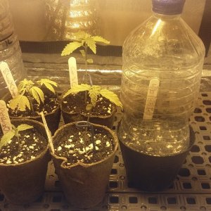 Love the daily change in seedlings.jpg